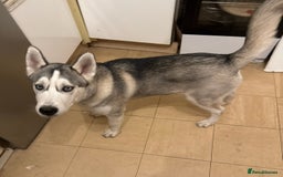Siberian Husky dogs for sale: Friendly nature dog  - Image 2