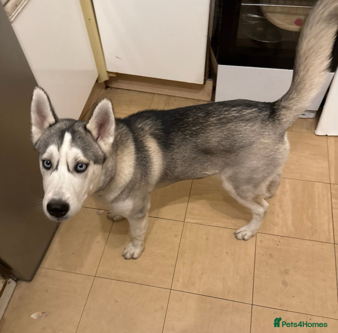 Siberian Husky dogs for sale: Friendly nature dog  - Image 2