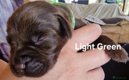 Labrador Retriever dogs for sale: Labrador Retriever Puppies - Image 7
