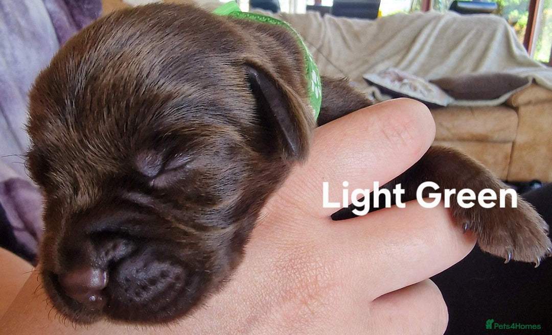 Labrador Retriever dogs for sale: Labrador Retriever Puppies - Image 7