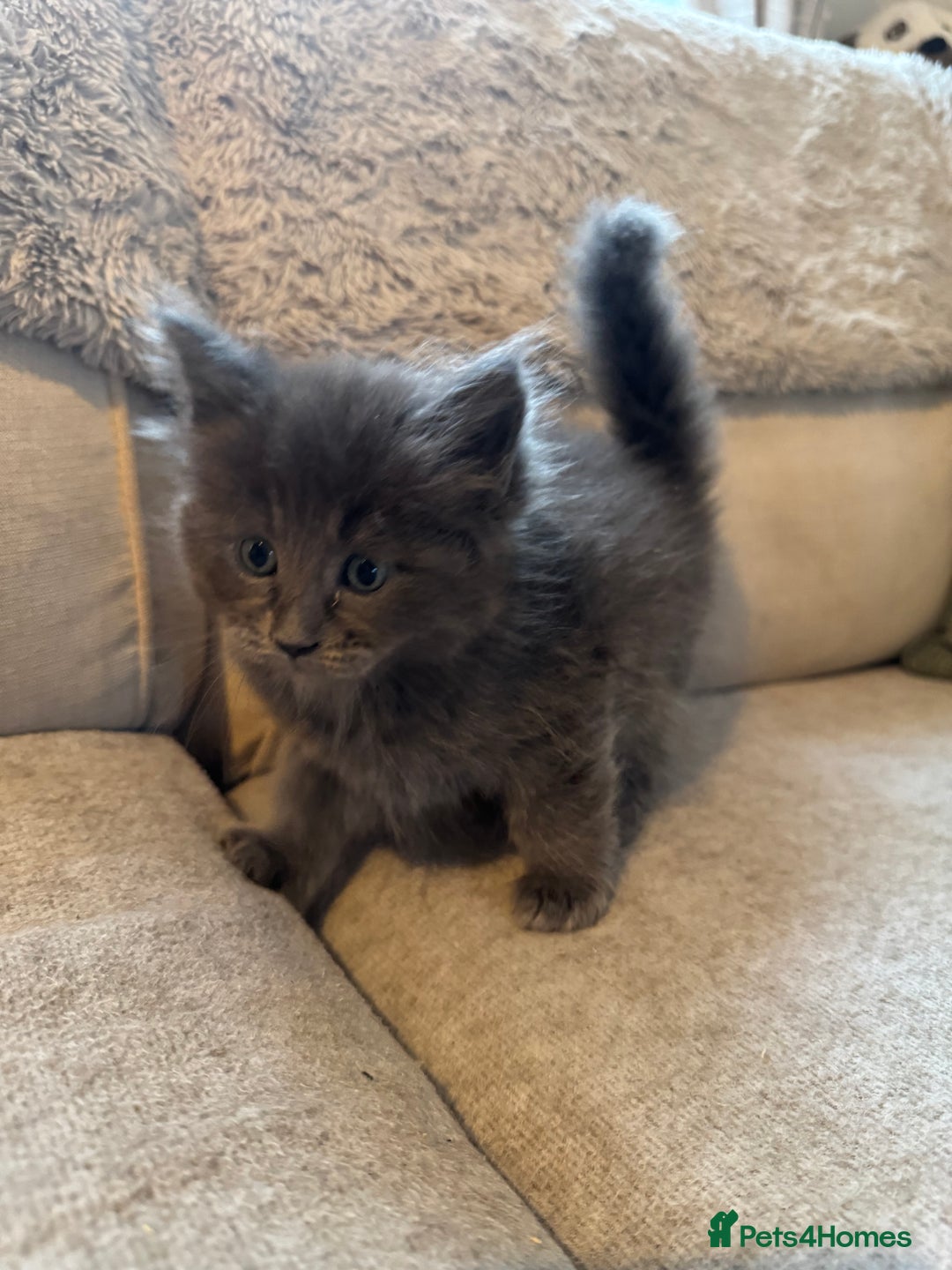 Ragcoon cats for sale: 6 beautiful boy Mainecoon x ragdoll kittens  - Advert 17