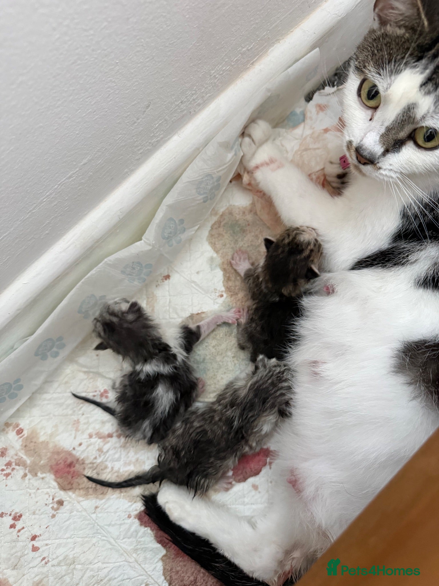 Mixed Breed cats Persian cross kitten  - Advert 4