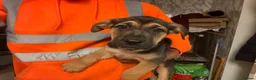Mixed Breed dogs for sale: Gorgeous puppies  - Advert 2