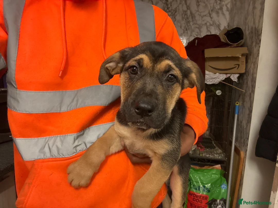 Mixed Breed dogs for sale: Gorgeous puppies  - Advert 2