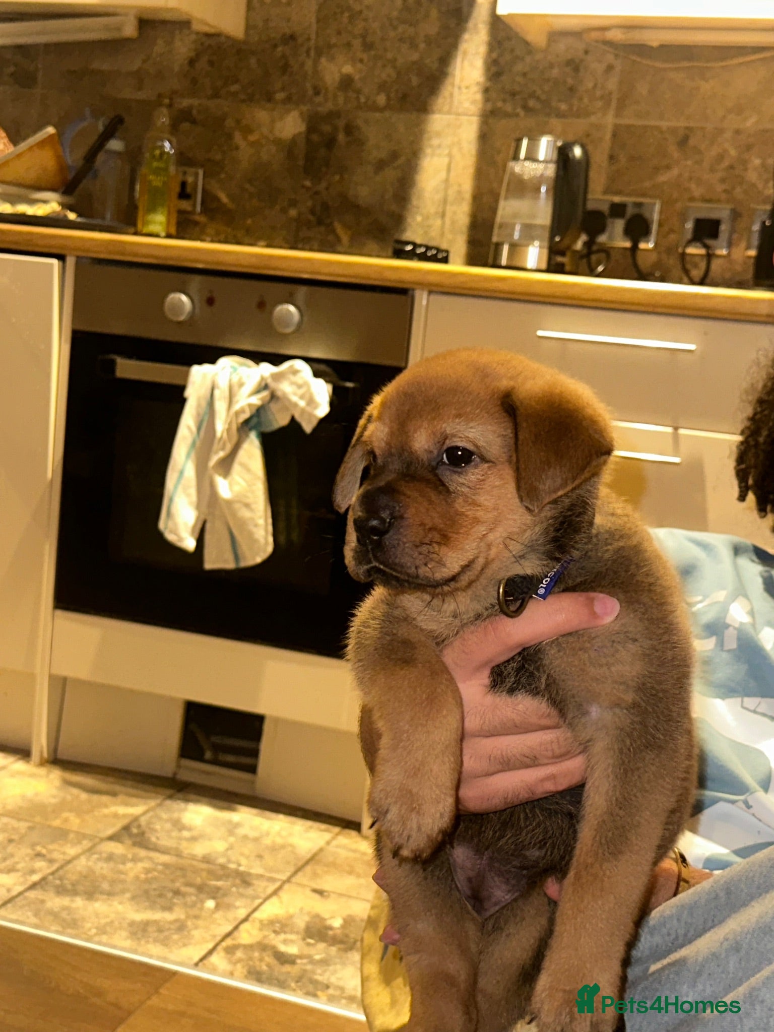 Mixed Breed dogs Puppy for sale  - Advert 3