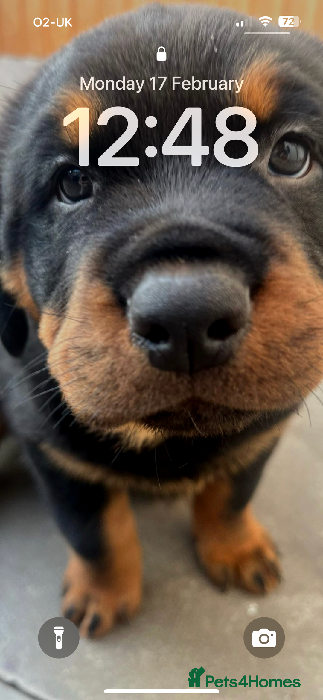 Rottweiler dogs for stud: BEAR 🐻 BEAUTIFUL ROTTWEILER FOR STUD  - Image 6