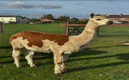 Alpaca livestock for sale: Starter herd 3 female alpaca with pregnant female  - Image 2