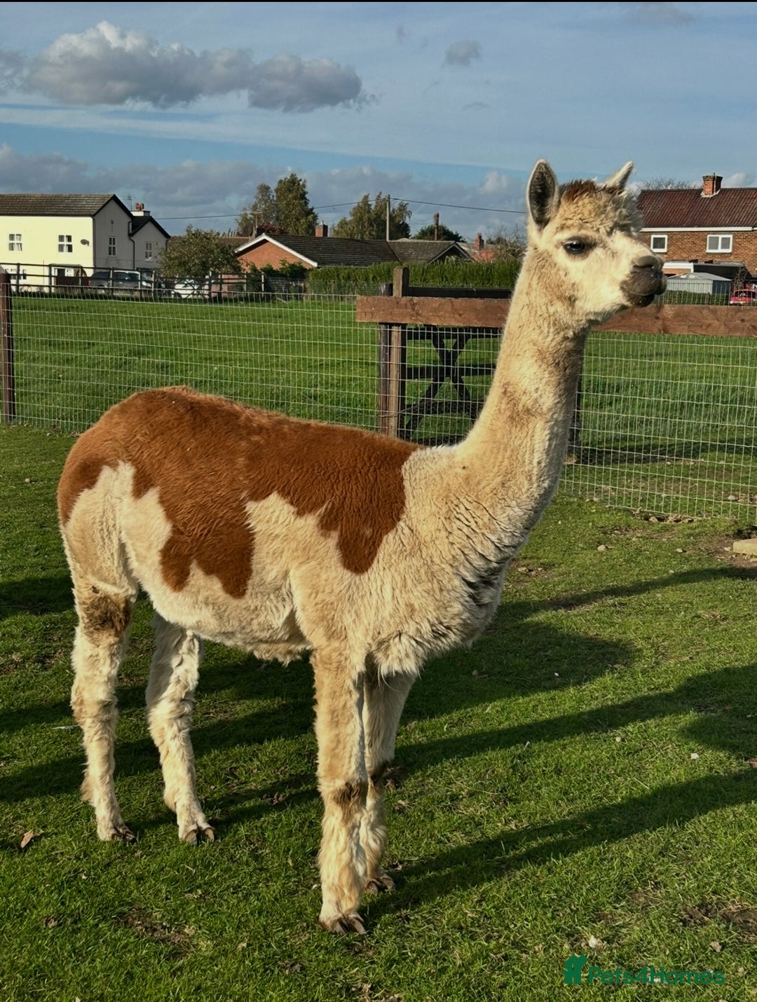 Alpaca livestock for sale: Starter herd 3 female alpaca with pregnant female  - Image 2