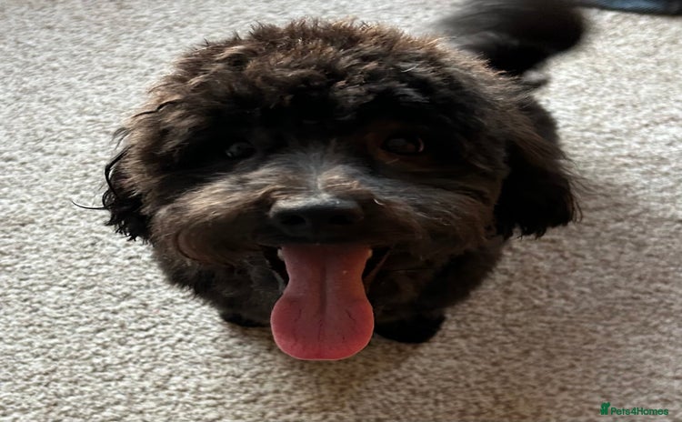 Maltipoo dogs - Advert 7