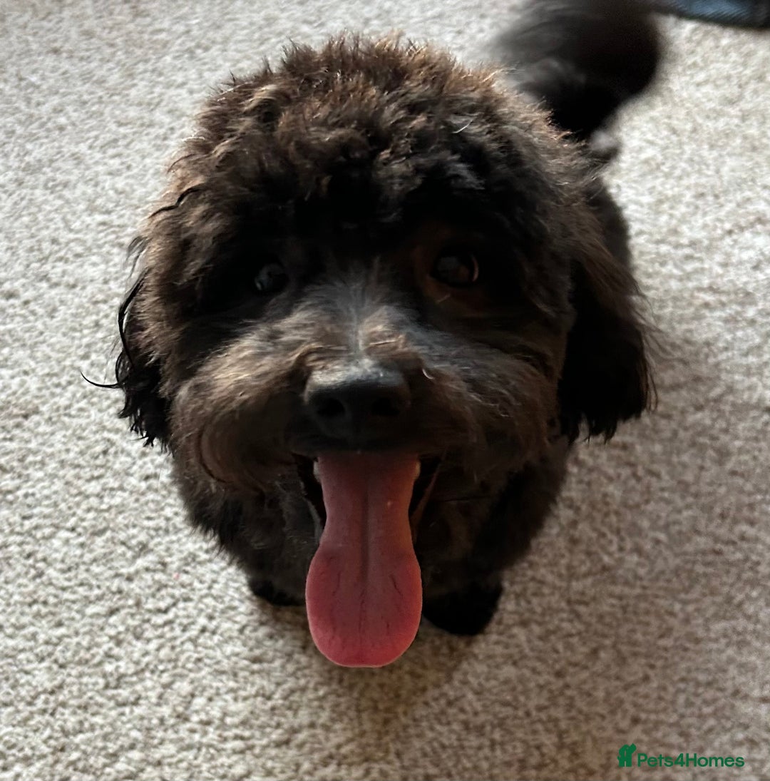 Maltipoo dogs for sale: Black male maltipoo for rehoming  - Image 2