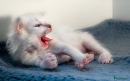 Ragdoll cats for sale: Ready Now GCCF Ragdoll Kittens Irresistibly Cuddly - Image 11