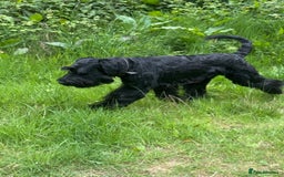 Giant Schnauzer dogs for stud: Giant Schnauzer for stud - Image 11
