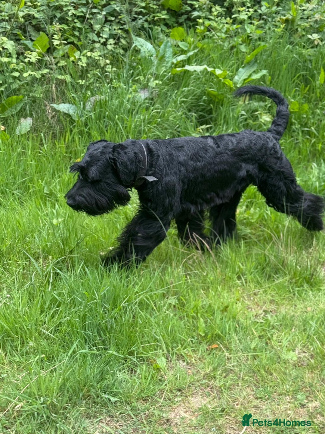 Giant Schnauzer dogs for stud: Giant Schnauzer for stud - Image 11