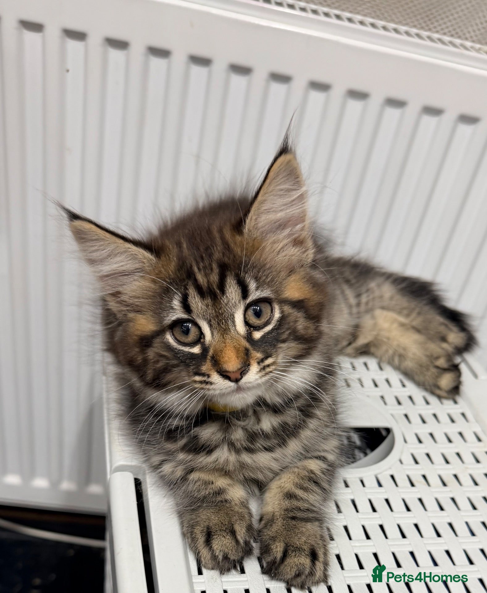 Maine Coon cats Half Maincoon Kitten/ 1 Female Left - Advert 2