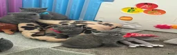 American Shorthair cats for sale: £400 each Last 2 boy British short hair kittens  - Advert 9