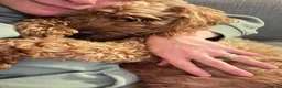 Cockapoo dogs for sale: Male Cockerpoo  - Advert 17