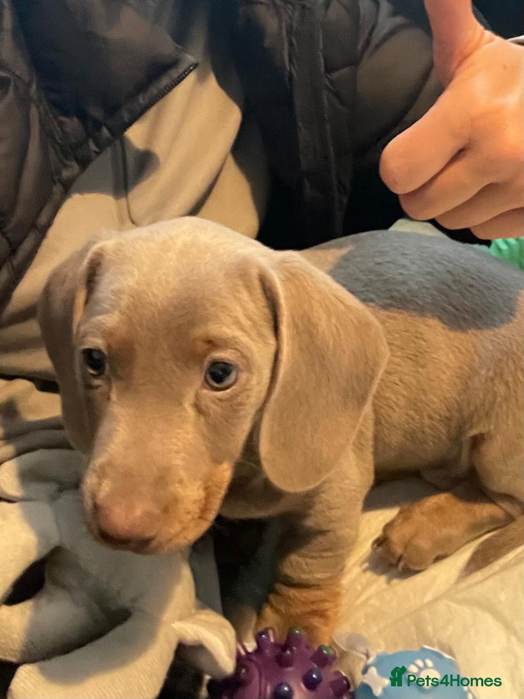 Miniature Dachshund dogs for sale: Miniature Dashshund Puppy - Advert 4