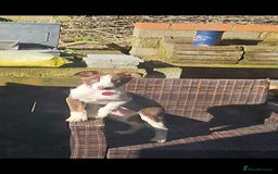 Welsh Collie dogs for sale: Welsh Sheepdog Pup - Female - Image 6