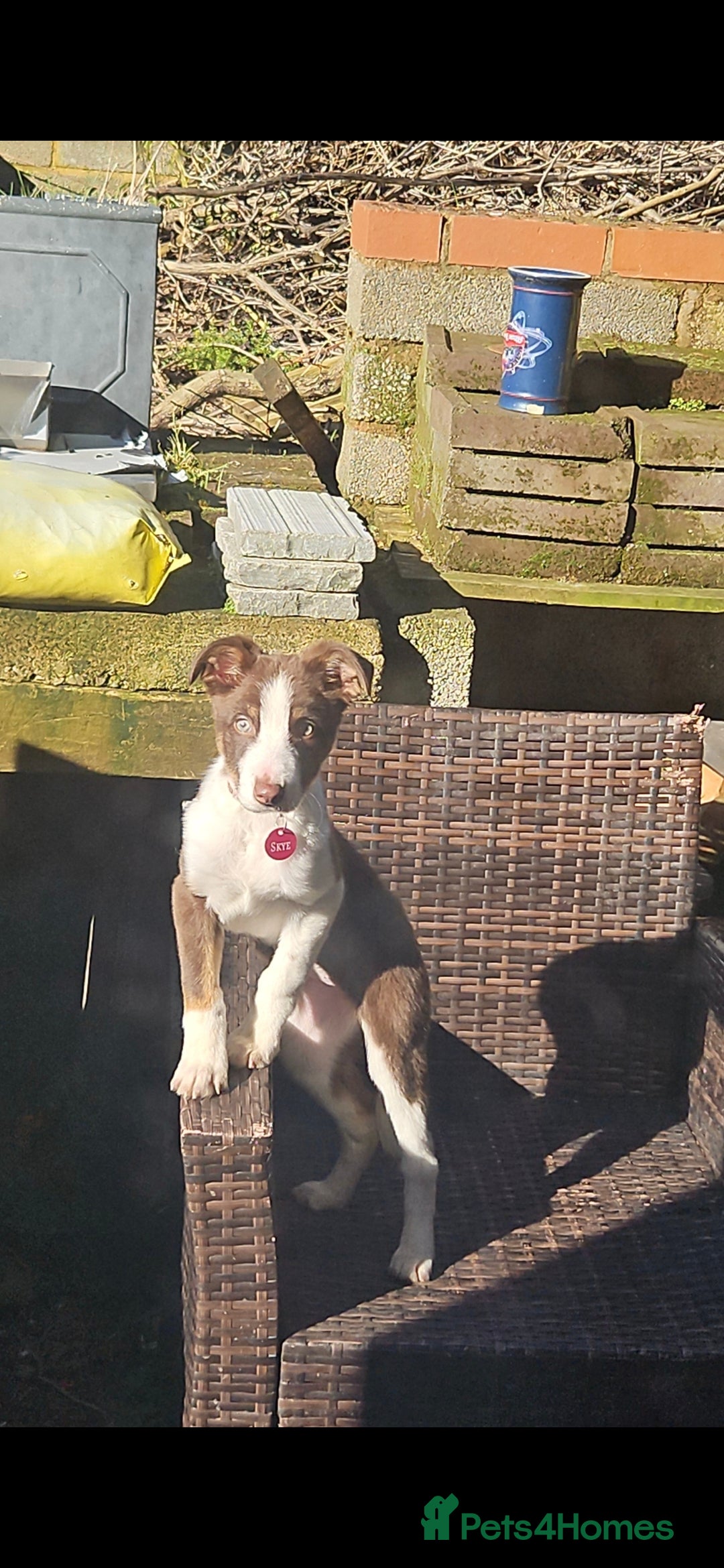 Welsh Collie dogs for sale: Welsh Sheepdog Pup - Female - Image 6