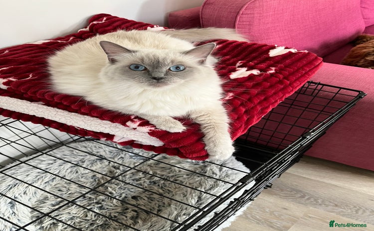 Ragdoll cats - Advert 4