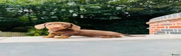 Miniature Dachshund dogs for sale: KC registered. Miniature Dachshunds. PRA clear. - Advert 9