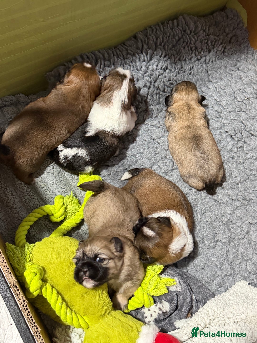 Shih Tzu dogs for sale: Shih Tzu’s  - Advert 8