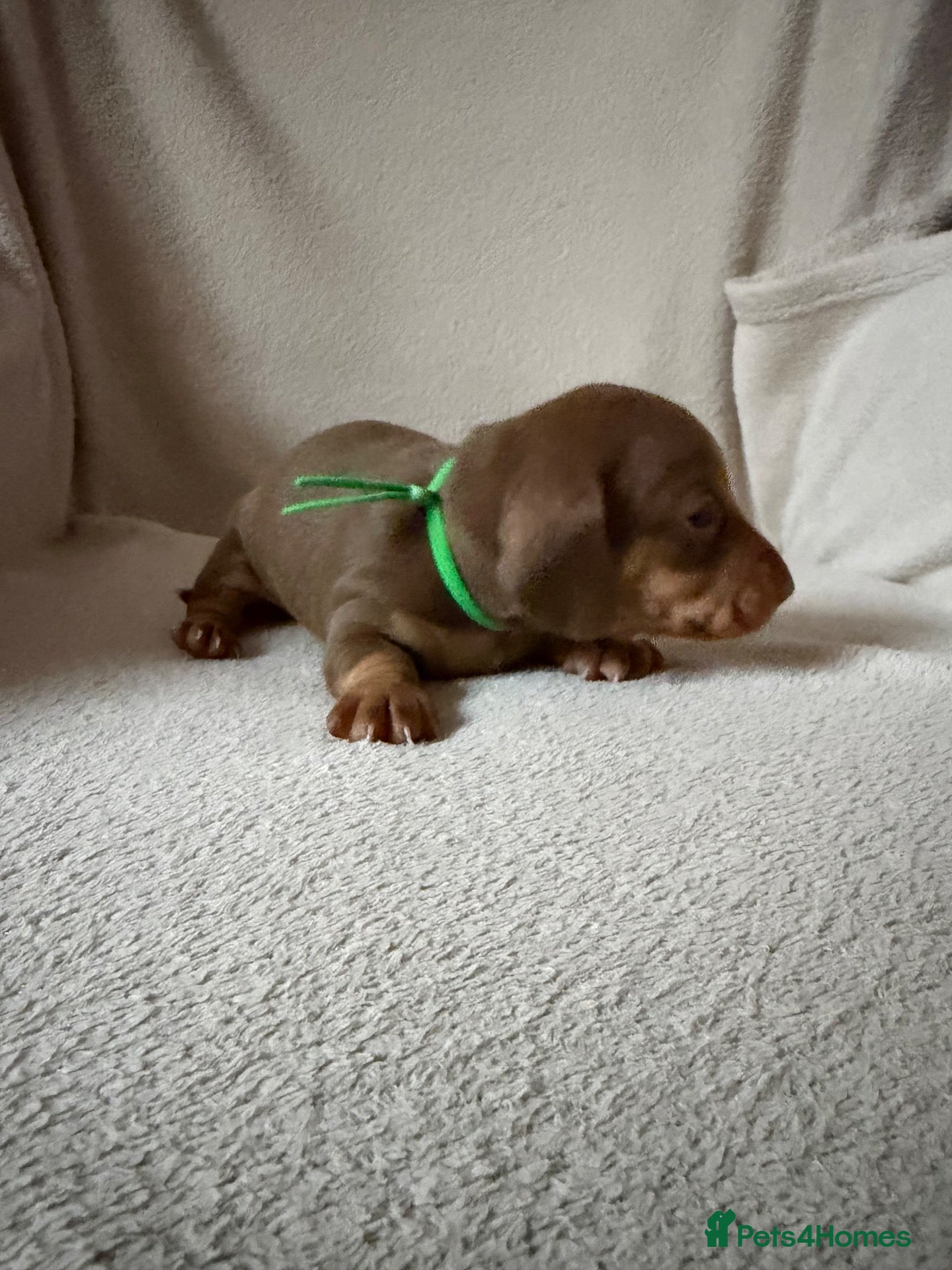 Dachshund dogs for sale: Dachshund puppies for sale - Advert 5