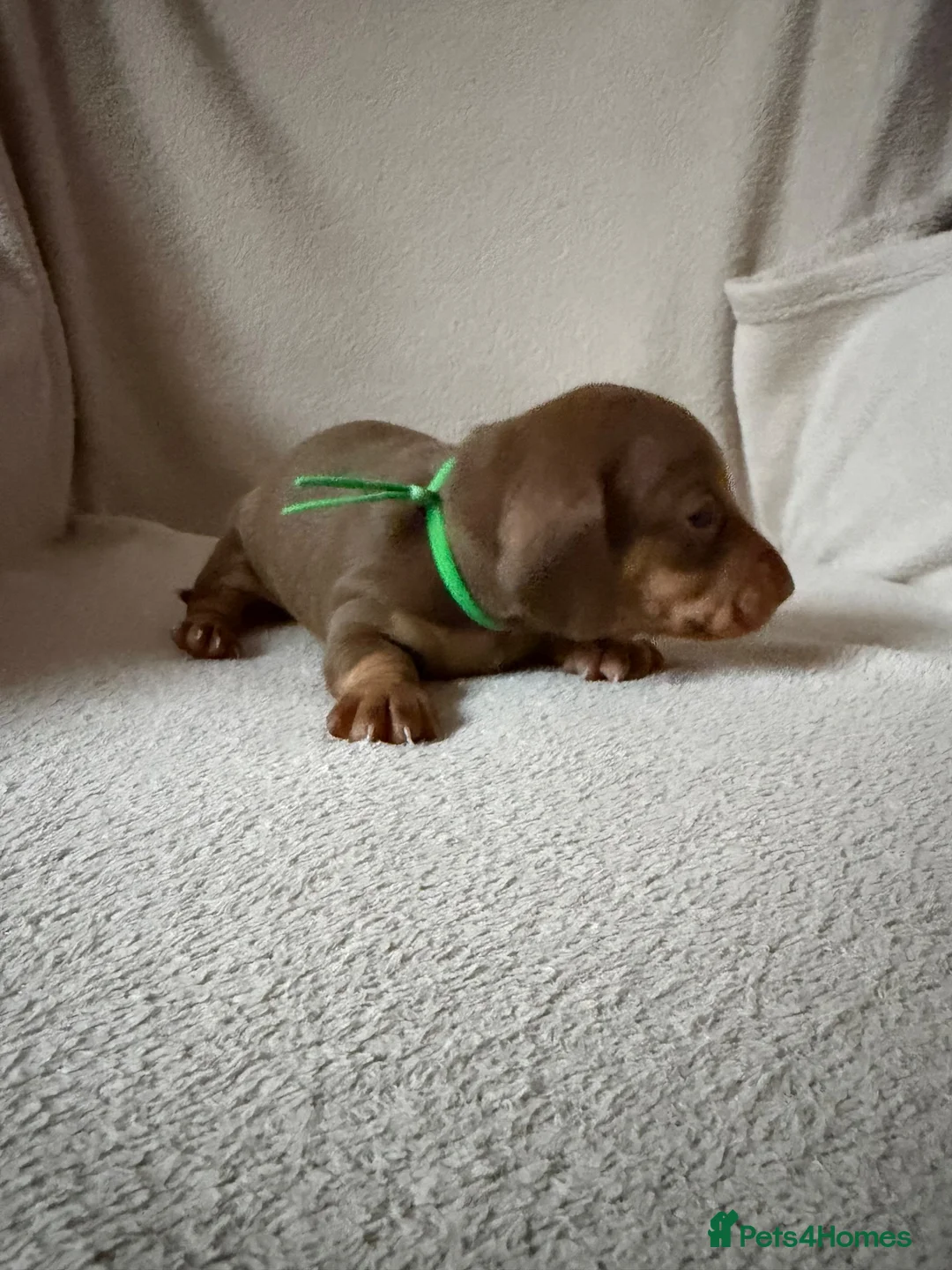 Dachshund dogs for sale: Dachshund puppies for sale - Advert 1