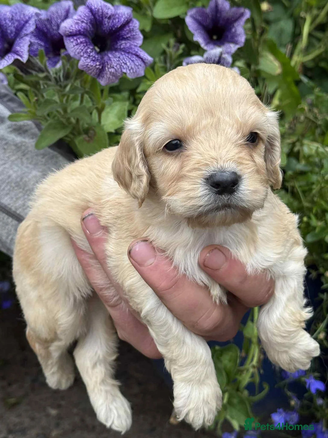 Cockapoo dogs for sale: READY TO GO Stunning F1 Cockapoos - Advert 8