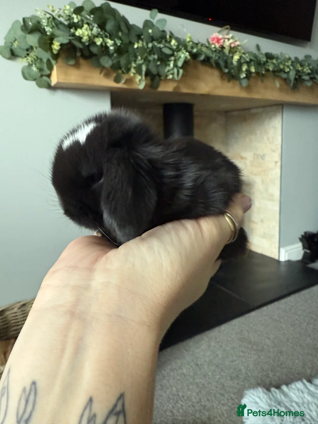 Mini Lop rabbits for sale: Beautiful mini lops available to reserve  - Advert 3