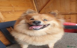 Mixed Breed dogs for sale: Playful 5-Year-Old Pomspitz Looking for a New Home - Image 5