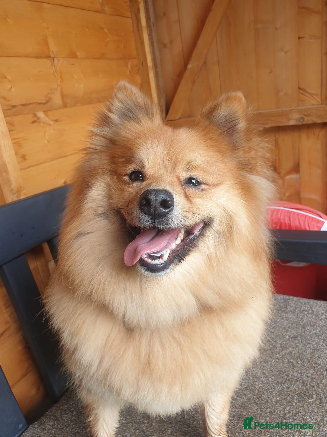 Mixed Breed dogs for sale: Playful 5-Year-Old Pomspitz Looking for a New Home - Image 5