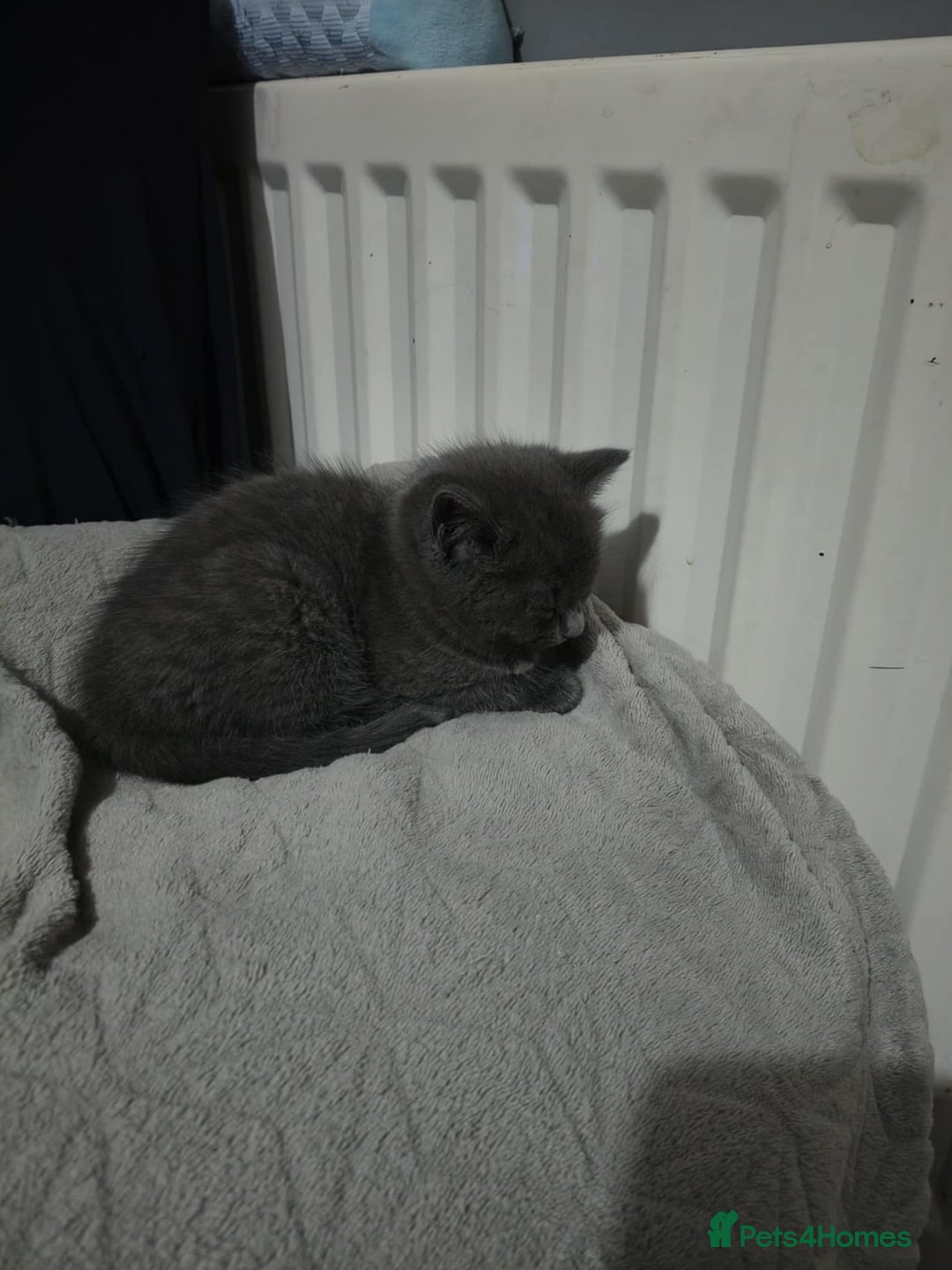 Domestic Shorthair cats for sale: 4 beautiful kittens for sale  - Advert 8