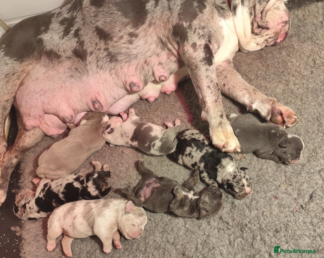 Mixed Breed dogs for sale: 🐾🐶Stunning New English Bulldog Puppies🐶🐾 - Advert 22