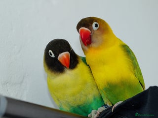 Lovebirds birds Two Male Lovebirds– Free to a Good Home + Cage - Advert 1