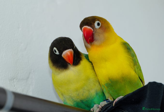 Lovebirds birds Two Male Lovebirds– Free to a Good Home + Cage - Advert 1