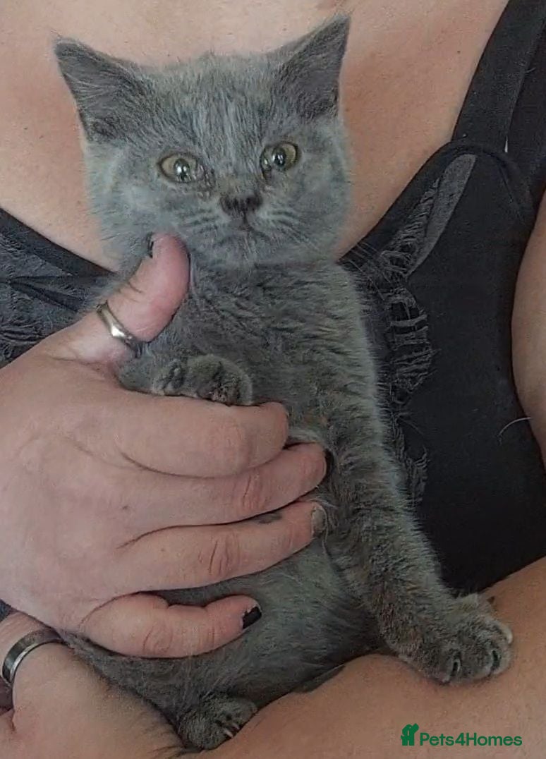 British Shorthair cats  😻 British Shorthair Kittens READY NOW 😻 - Advert 2