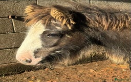 Irish Cob horses for sale: Super small, super quality mini coblets - Image 10