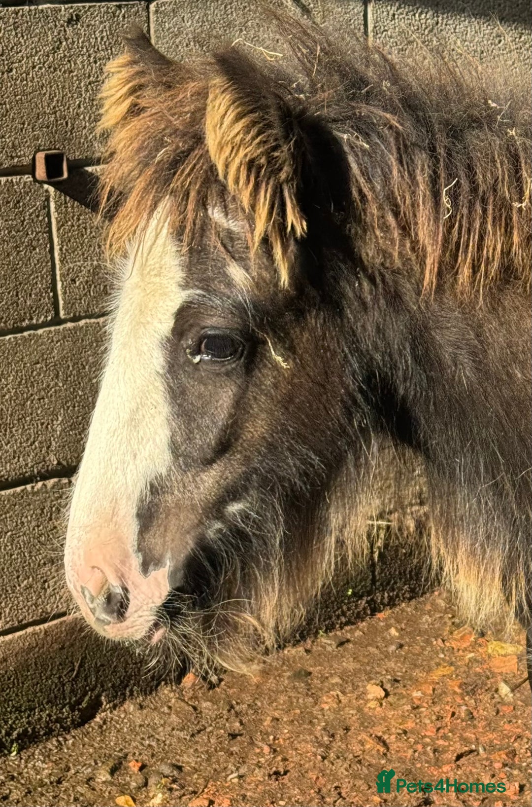 Irish Cob horses for sale: Super small, super quality mini coblets - Image 10