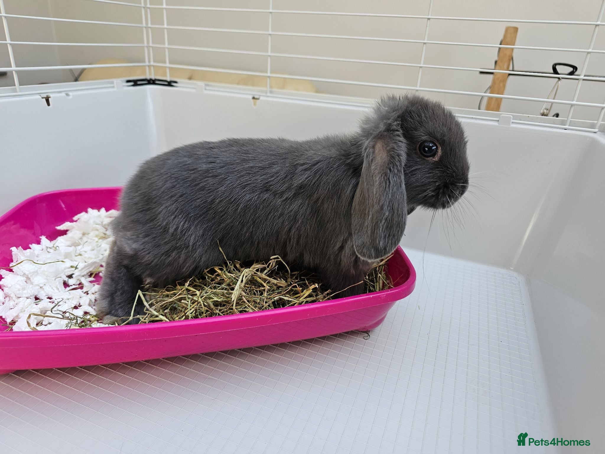 Mini Lop rabbits Mini lop baby bunnys - Advert 2
