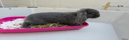 Mini Lop rabbits for sale: Mini lop baby bunnys - Advert 2
