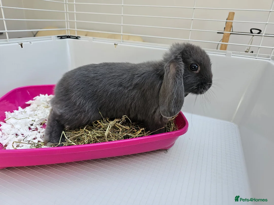 Mini Lop rabbits for sale: Mini lop baby bunnys - Advert 2