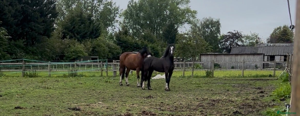 Other Breed horses Lucky  - Advert 1