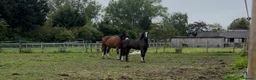 Other Breed horses for sale: Lucky  in Accrington - Advert 1
