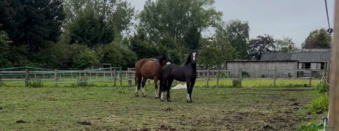 Other Breed horses for sale: Lucky  in Accrington - Advert 1