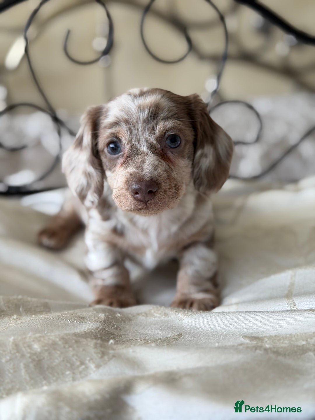 Miniature Dachshund dogs for sale: Miniature dachshund puppies - Advert 15