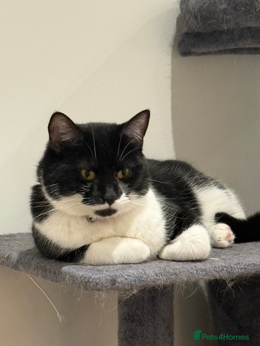 British Shorthair cats for sale: Need to rehome my little cat asap  - Image 2