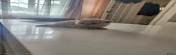 British Shorthair cats for sale: Adorable British Shorthair Kittens - Advert 13