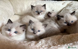 Ragdoll cats for sale: Beautiful girl for loving home  - Image 5