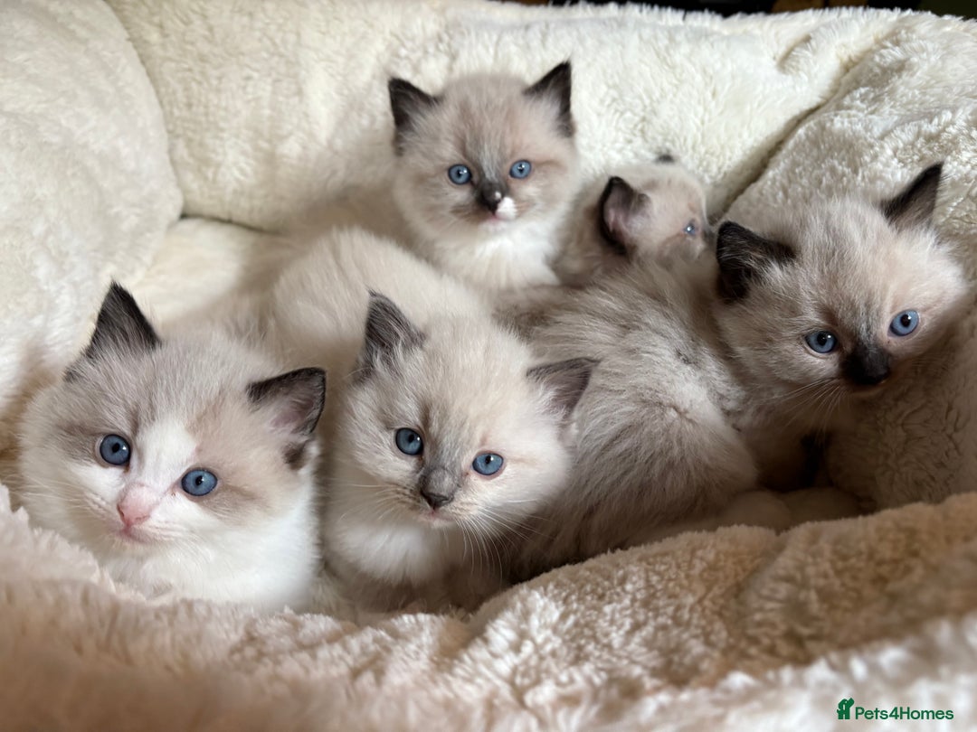 Ragdoll cats for sale: Beautiful girl for loving home  - Image 5